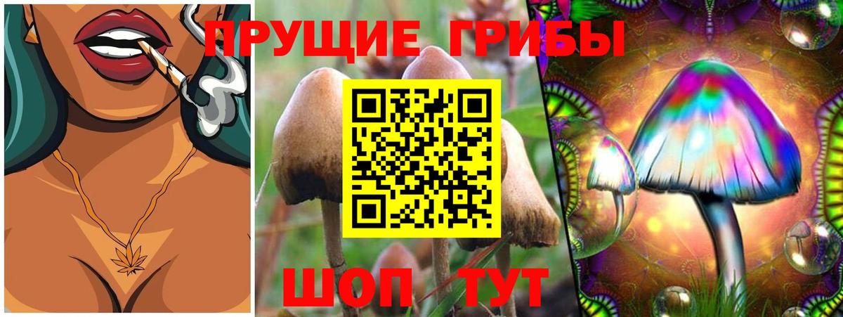 Псилоцибиновые грибы мицелий Новоалександровск